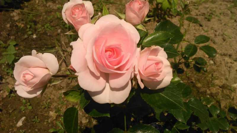 Как добиться обильного и полноценного цветения розы аспирин