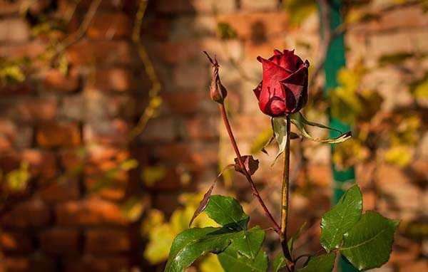 Парковые розы: уход осенью, подготовка к зиме Особенности осенней вегетации
