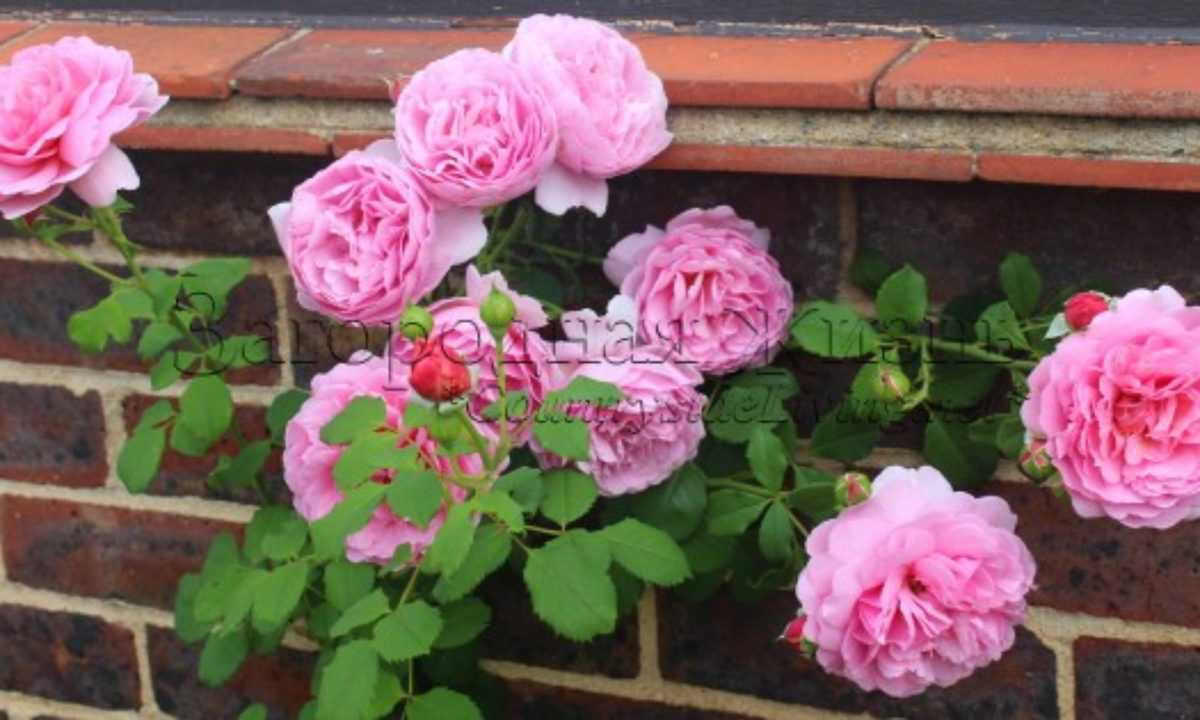 Морщинистые розы: особенности, сорта и выращивание