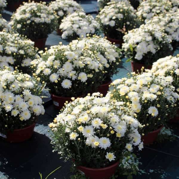 Хризантема мультифлора (52 фото): посадка шаровидной хризантемы в открытом грунте и тонкости ухода, выращивание различных сортов, зимовка в сибири