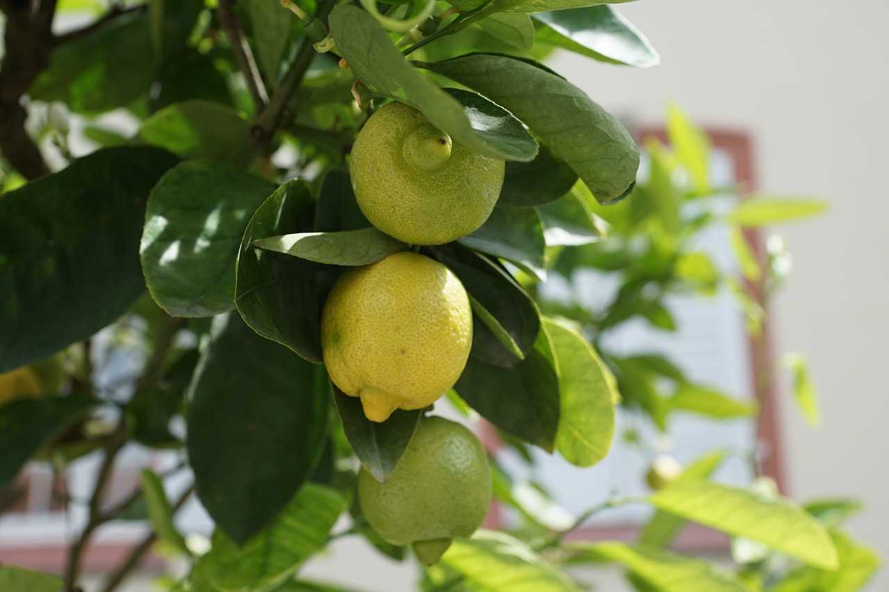 Как пересадить лимон в домашних условиях правильно