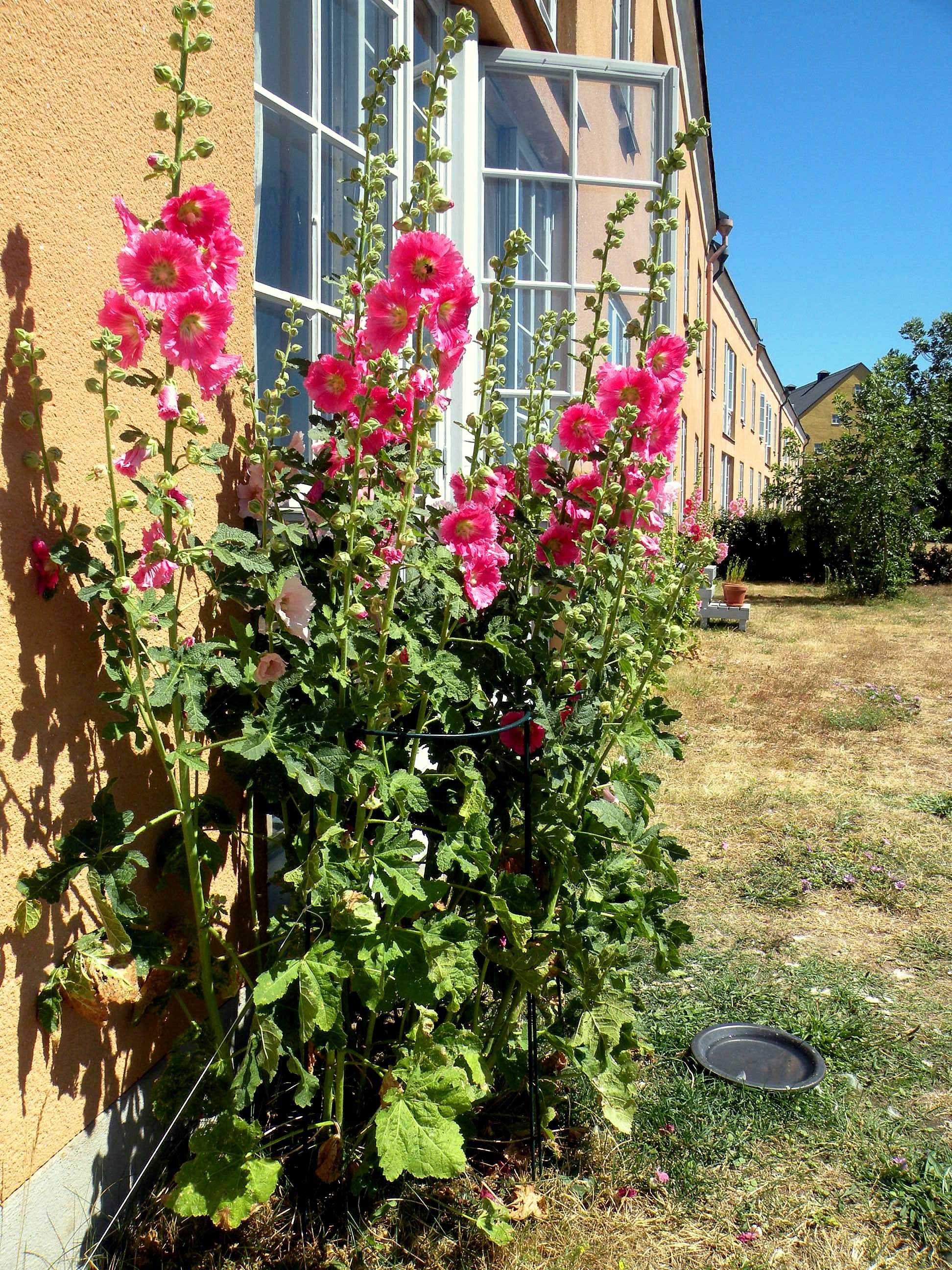Мальва - шток роза дверовидная многолетняя, посадка, обрезка