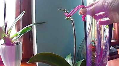Орхидеи фиолетового цвета: названия видов и сортов, их фото и характеристика, а также описание нюансов ухода, подкормки, пересадки и размножения русский фермер