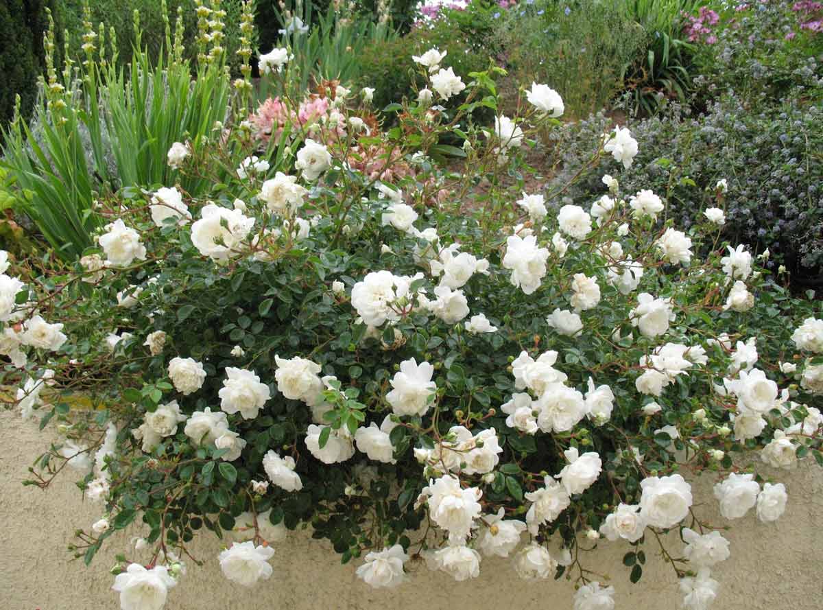 Бордюрная роза: посадка и уход, секреты садоводов