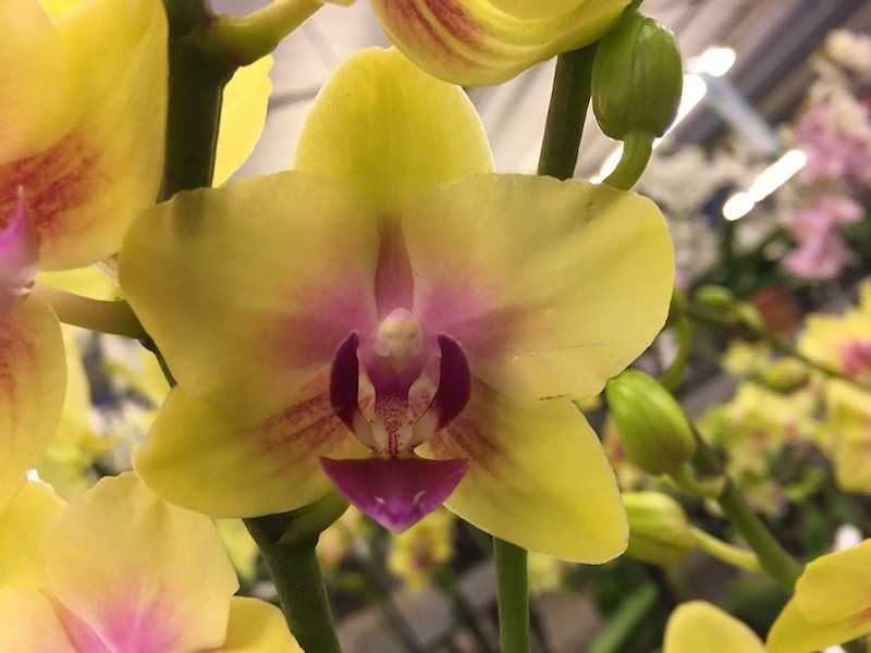 Важные особенности ухода за орхидеей фаленопсис