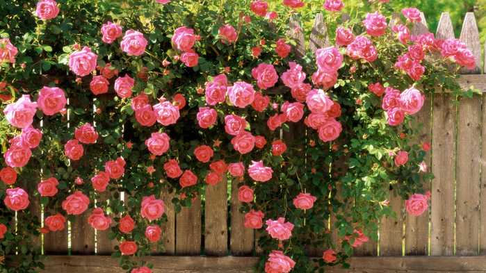 Кустарники, цветущие все лето розовыми цветами, теневыносливые и зимостойкие