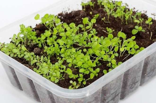 Выращивание петунии из семян в домашних условиях Как вырастить рассаду Подготовка почвы, пикировка рассады и формирование цветка Популярные сорта и гибриды