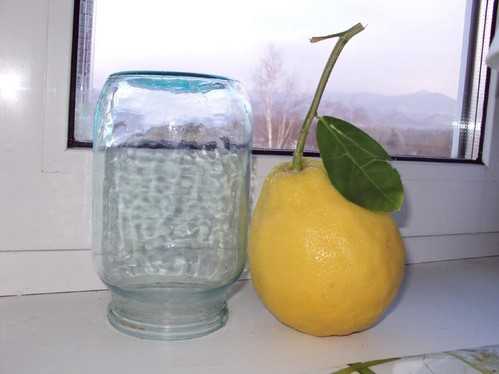 Уход за лимоном пандероза в домашних условиях