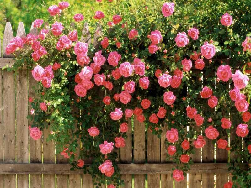 Английский сорт роз принцесса анна: особенности выращивания шраба, правила ухода