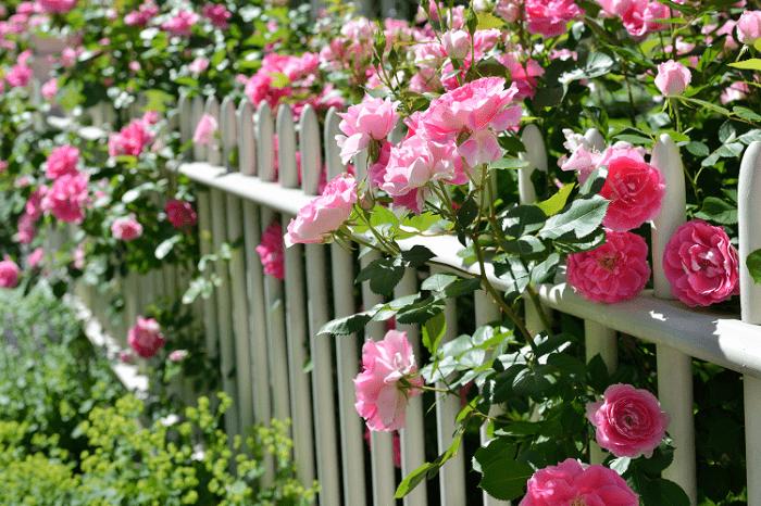 Чем подкормить розы весной — способы и правила подкормки после зимы для пышного цветения