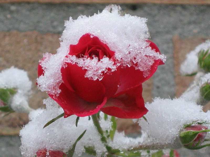 Как укрыть розы на зиму в подмосковье