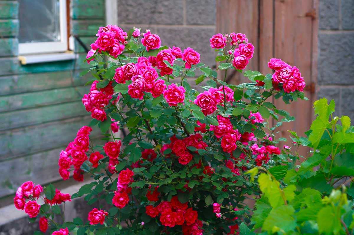 Кустовые розы: сорта  фото с названиями Характеристики и особенности кустовых культур