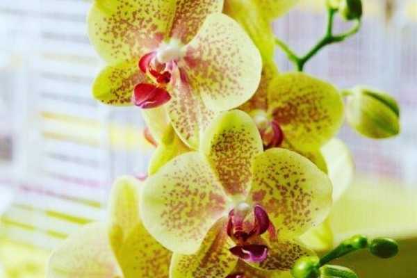 Виды орхидеи фаленопсис с названиями (46 фото): как определить сорт по цветкам? разновидности «чармер» и «биг лип»