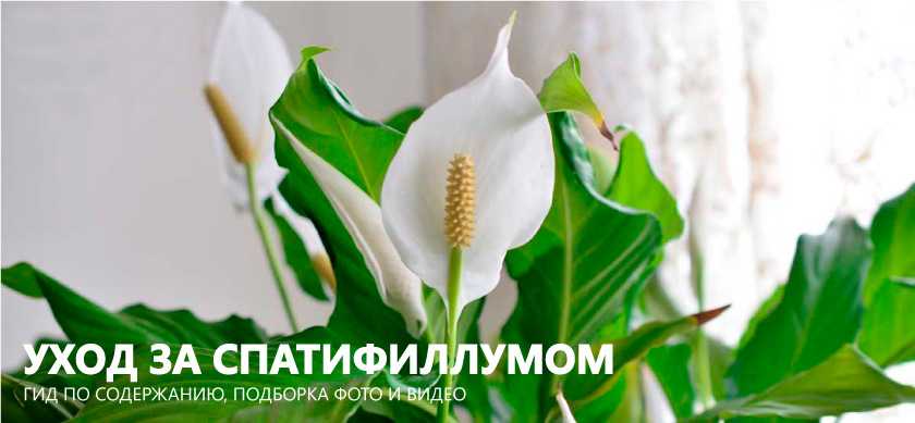 Цветок спатифиллум («женское счастье»): виды, уход и размножение