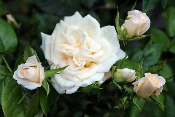 Описание розы фламентанц: когда сажать плетистый сорт, болезни и вредители