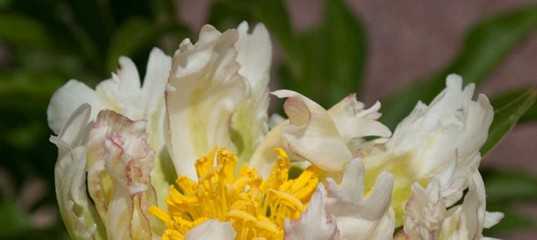 Коллекция пионов: как подобрать сорта для максимально длительного цветения
