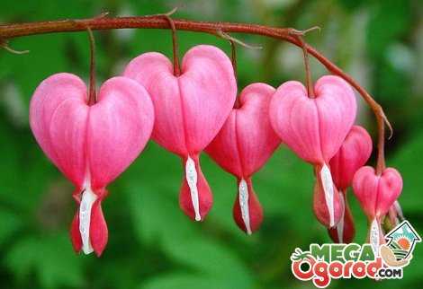 «разбитое сердце» или дицентра: посадка и уход в открытом грунте, фото и выращивание роскошного кустарника с оригинальными цветками в форме сердечка