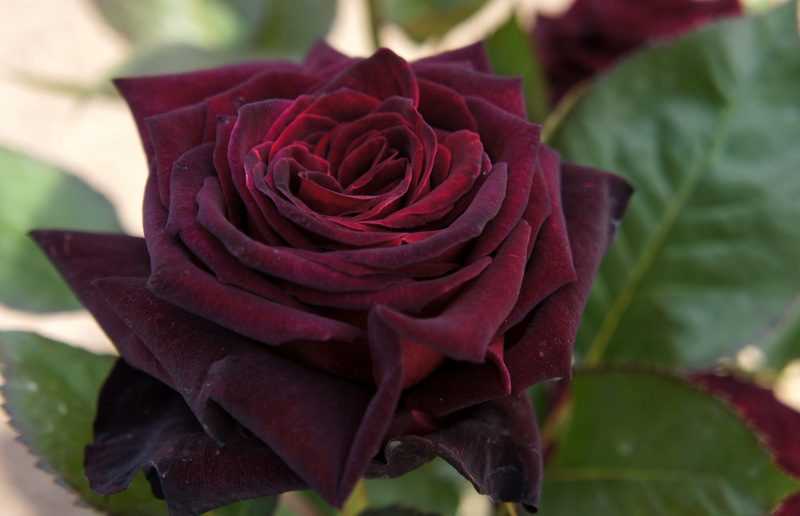 Лучшие виды и сорта роз: список по алфавиту с названиями и описанием