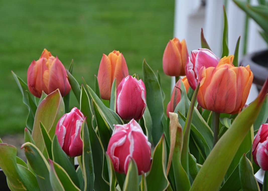 Бувардия (26 фото): уход за цветком в домашних условиях. розовый и белый сорта
