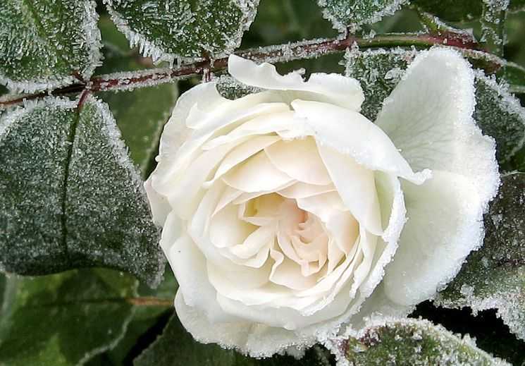 Как и когда укрывать розы на зиму — особенности подготовки и подробная инструкция