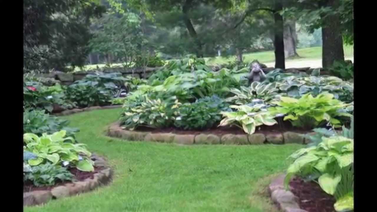 Хоста альбопикта в саду - рекомендации по уходу и использованию в ландшафтном дизайне