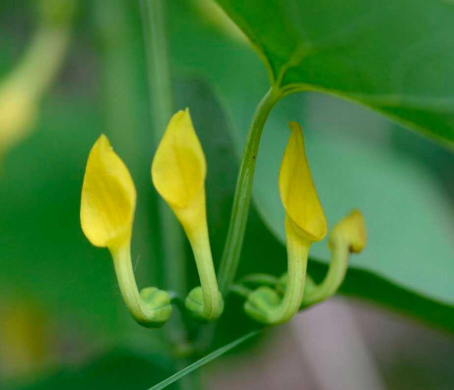 Кирказон — лечебные свойства, описание растения и применение | здоровье и красота