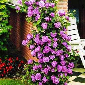 Фиолетовая роза плетистая Индиголетта (Indigoletta): посадка и уход, фото, отзывы садоводов Способы размножения, болезни, вредители, борьба с ними