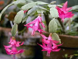 Цветок декабрист: уход в домашних условиях за ветвистым комнатным растением