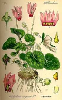 Что такое каффир-лайм - ботаническое описание, выращивание в домашних условиях, правила посадки и ухода