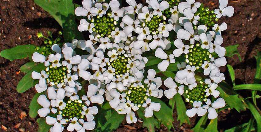 Прекрасный иберис — правила и секреты выращивания в саду