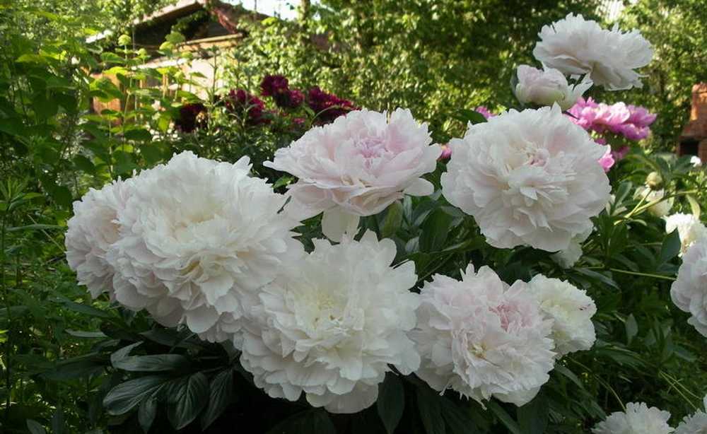 Цветок пион: описание, разновидности, особенности выращивания. что посадить рядом с пионами на клумбе - sadovnikam.ru