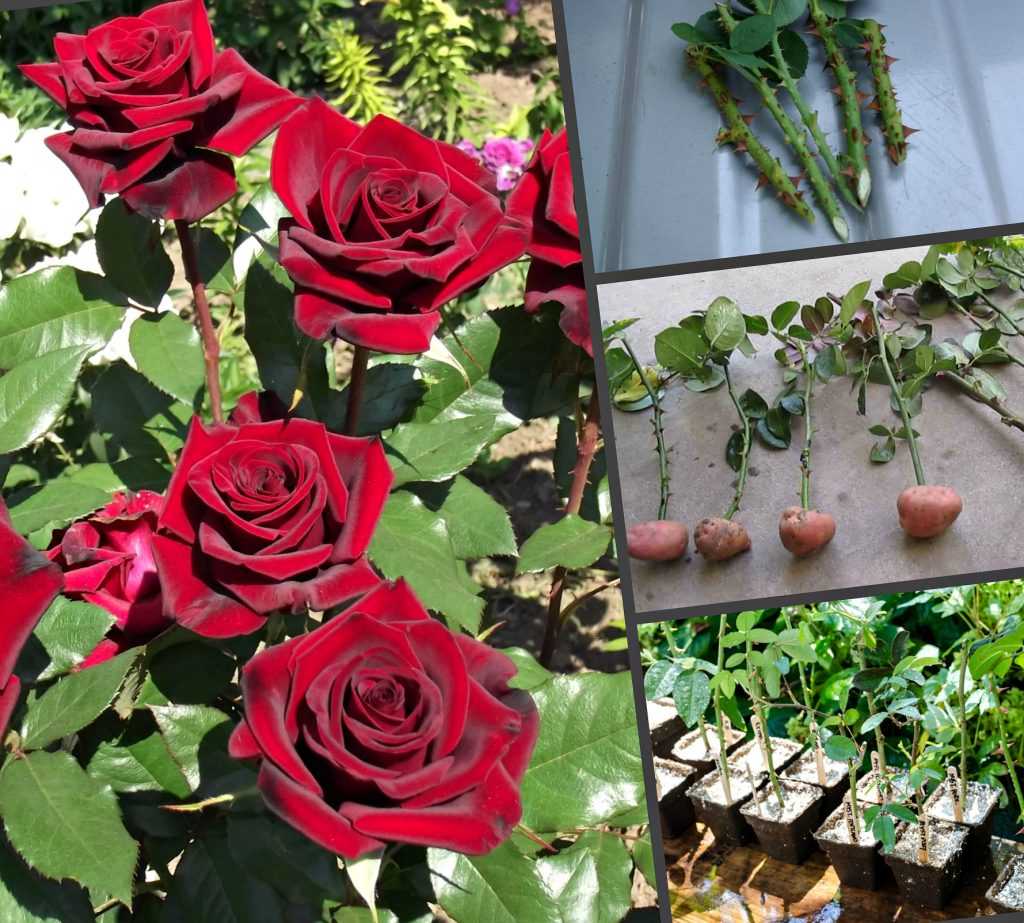 Уход за розами осенью: подготовка к зиме, обрезка