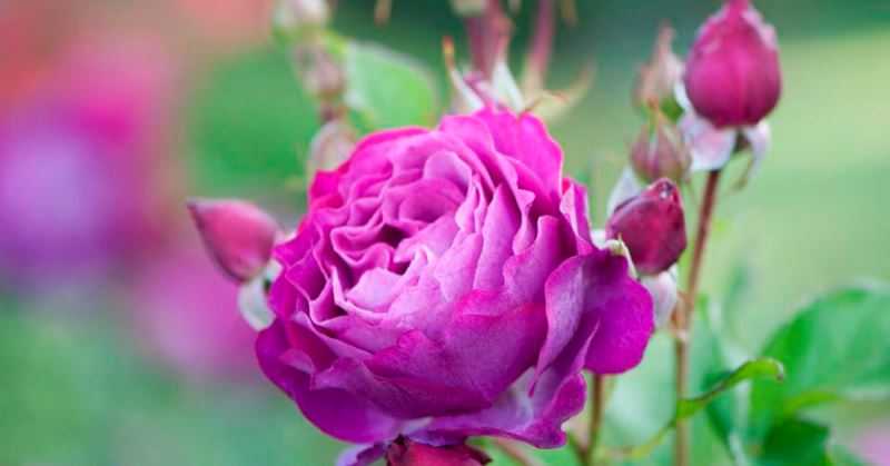 Обрезка роз весной: сроки, правила и схемы