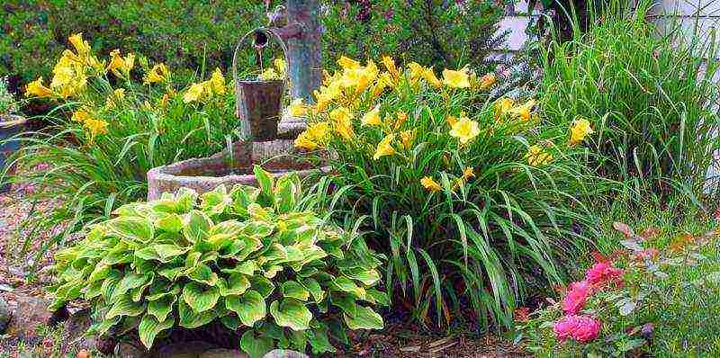 Цветок лилейник – посадка и уход в открытом грунте, фото лилейника, пересадка и размножение лилейников