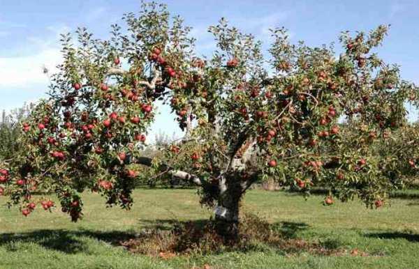 Правила подкормки разных плодовых деревьев в саду весной
