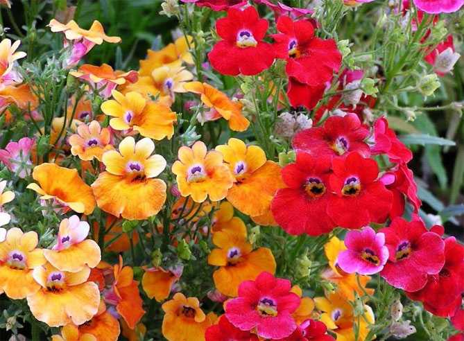 Как выращивать цветы из семян в домашних условиях? советы по посадке и уходу на ydoo.info