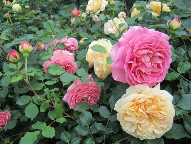 Роза поль бокюз: описание и фото этого сорта, особенности цветения и ухода, способы размножения, болезни и вредителидача эксперт