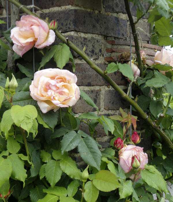 Роза голден шауэрс (golden showers) — характеристики клаймбера