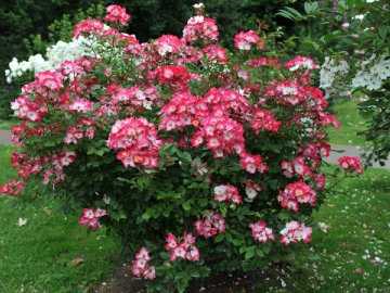 Плетистая роза «симпатия»: описание сорта, особенности посадки и ухода