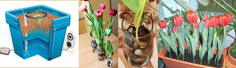 Хранение луковиц тюльпанов зимой: как и где хранить