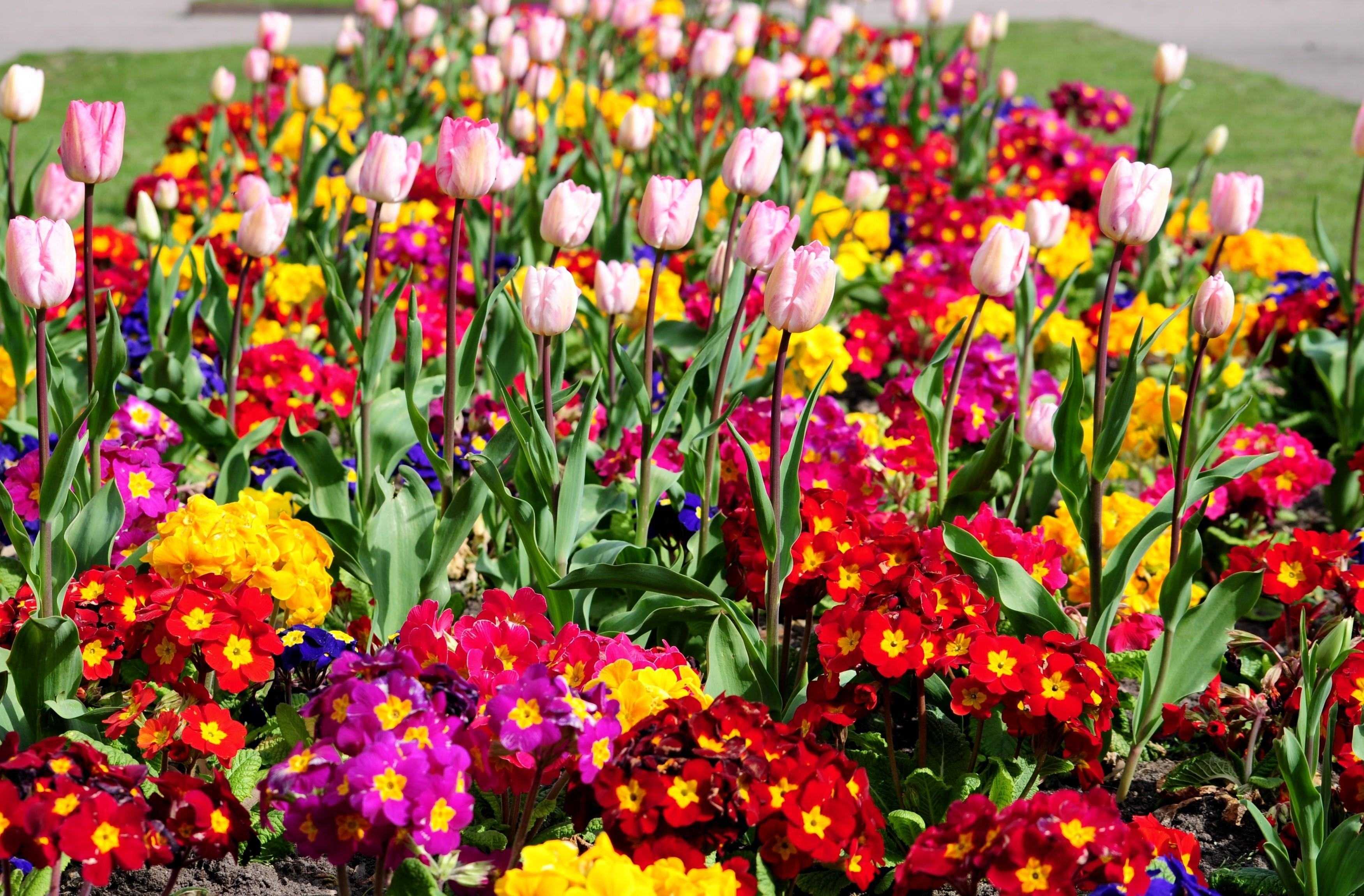 Цветущие кустарники для сада и огорода многолетники фото с названиями