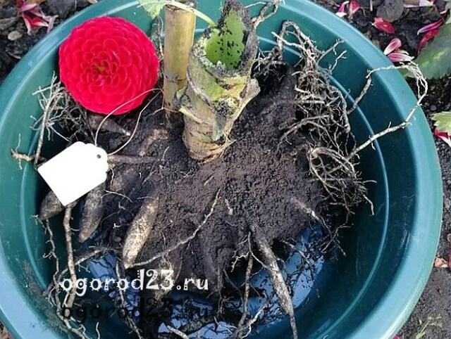 Георгины: когда выкапывать и как хранить Как правильно выкопать корни георгинов Обработка корней перед хранением