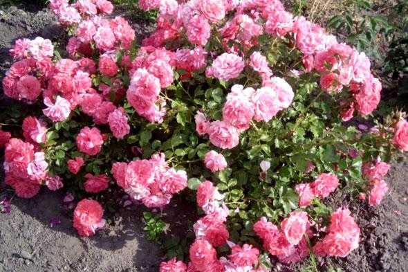 Парковая роза посадка и уход, выращивание и размножение +фото