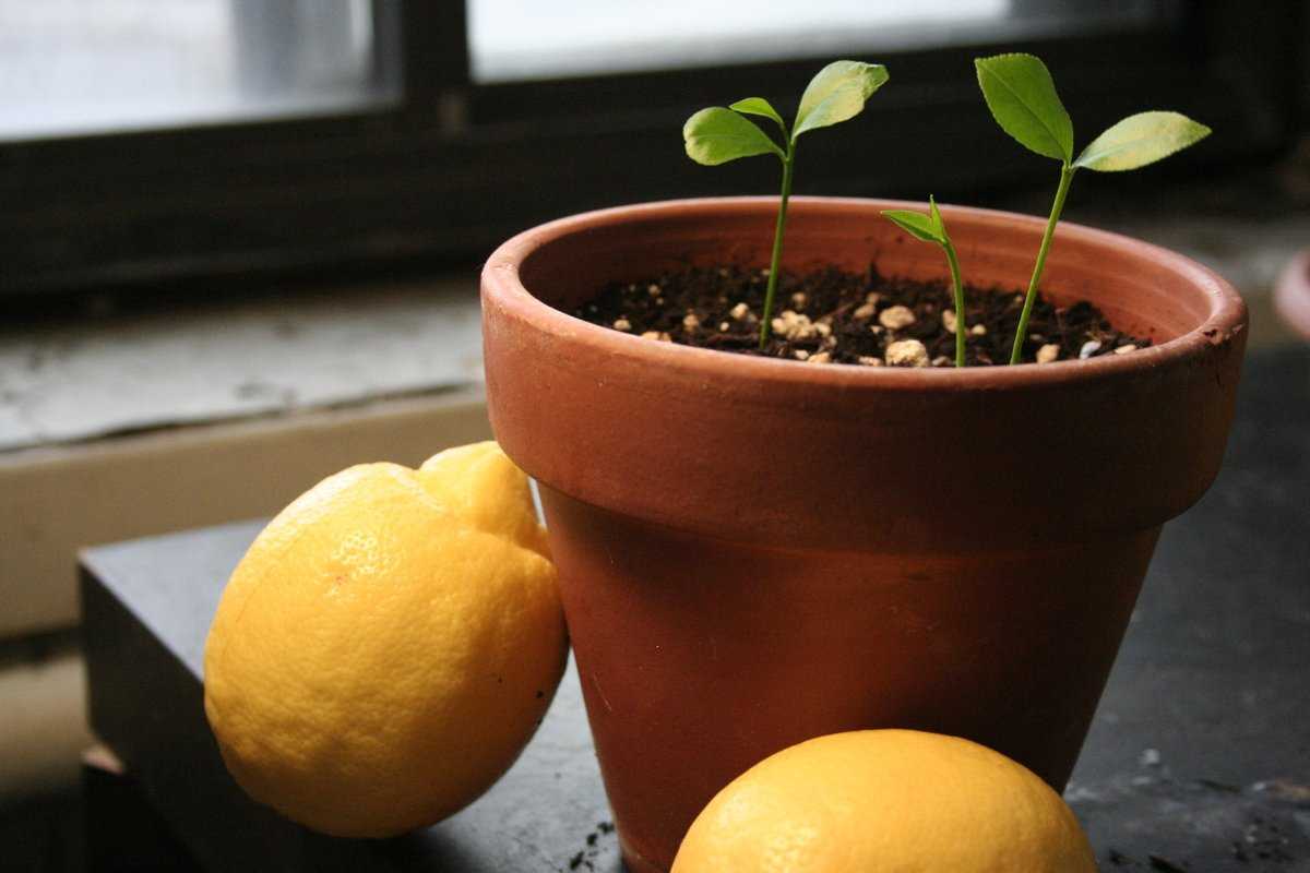 Комнатный лимон в домашних условиях • выращивание и уход