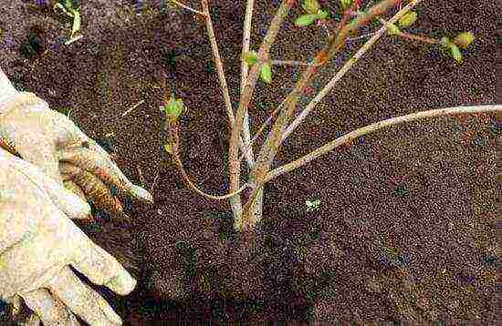 Калина бульденеж – как поливать, удобрять и обрезать, размножение черенками, отводками и делением куста - огород, сад, балкон - медиаплатформа миртесен