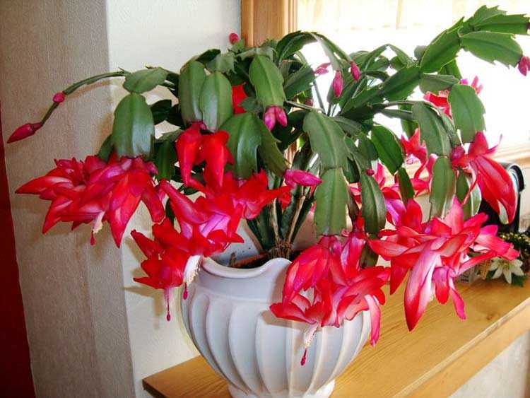 Декабрист, зигокактус или цветок шлюмбергера: описание и фото удивительного домашнего растения