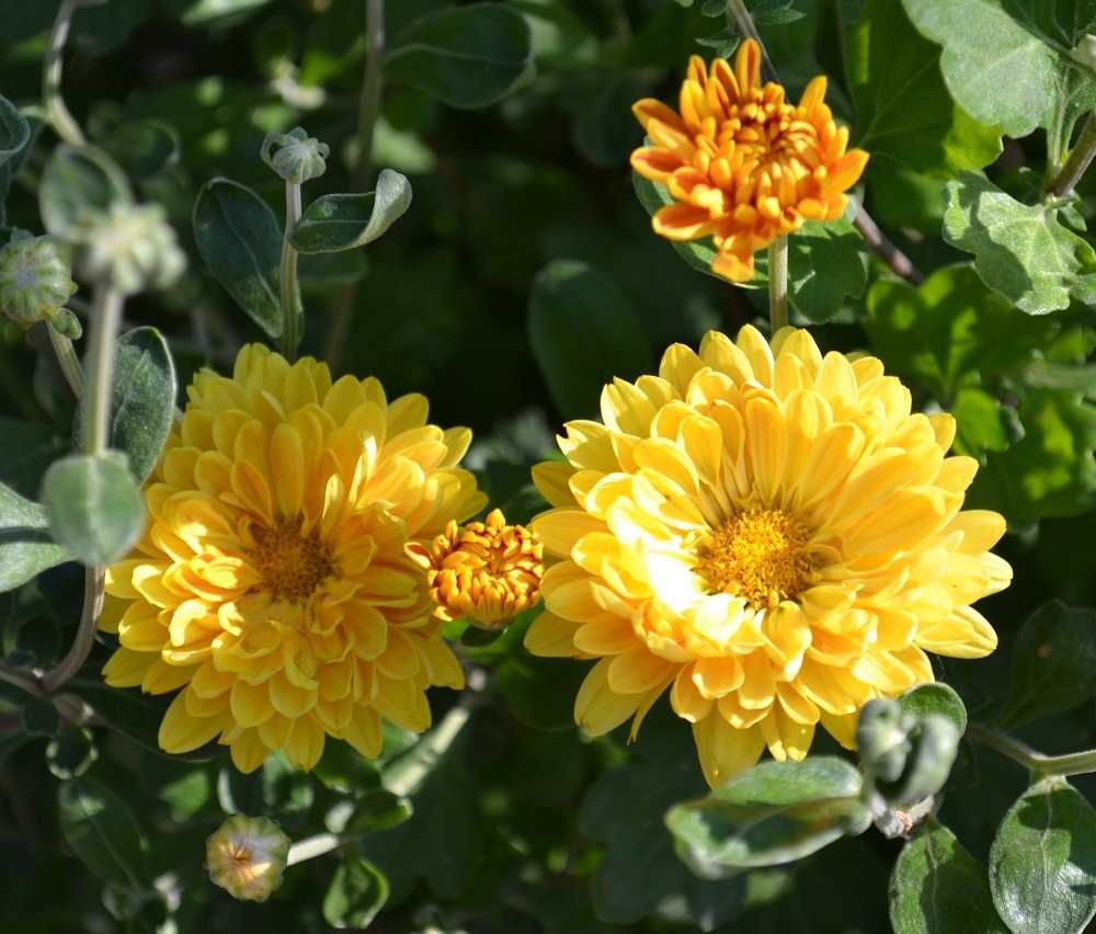 Кустовые хризантемы: характеристика основных сортов саб, зелёные цветы, особенности их выращивания
