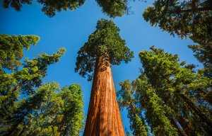 Дерево эвкалипт: фото, названия и описание видов, условия выращивания и размножение эвкалипта
