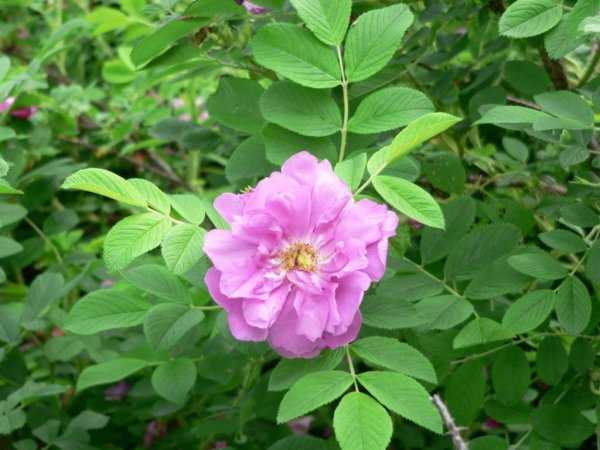 Роза морщинистая (ругоза): описание, сорта, советы по выращиванию