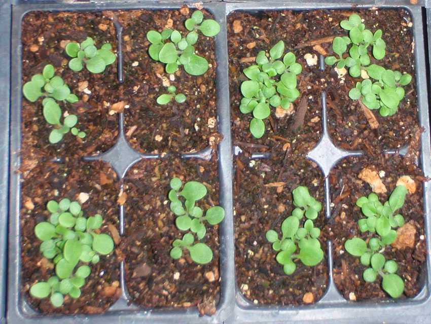 Выращивание сальпиглоссиса из семян в домашних условиях: фото + видео